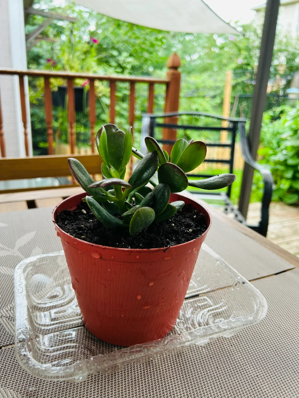 Healthy Jade Plant in Pot - photo 3