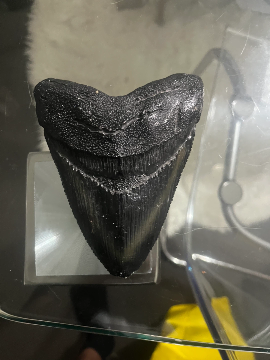 Large Megalodon Shark Tooth Fossil replica