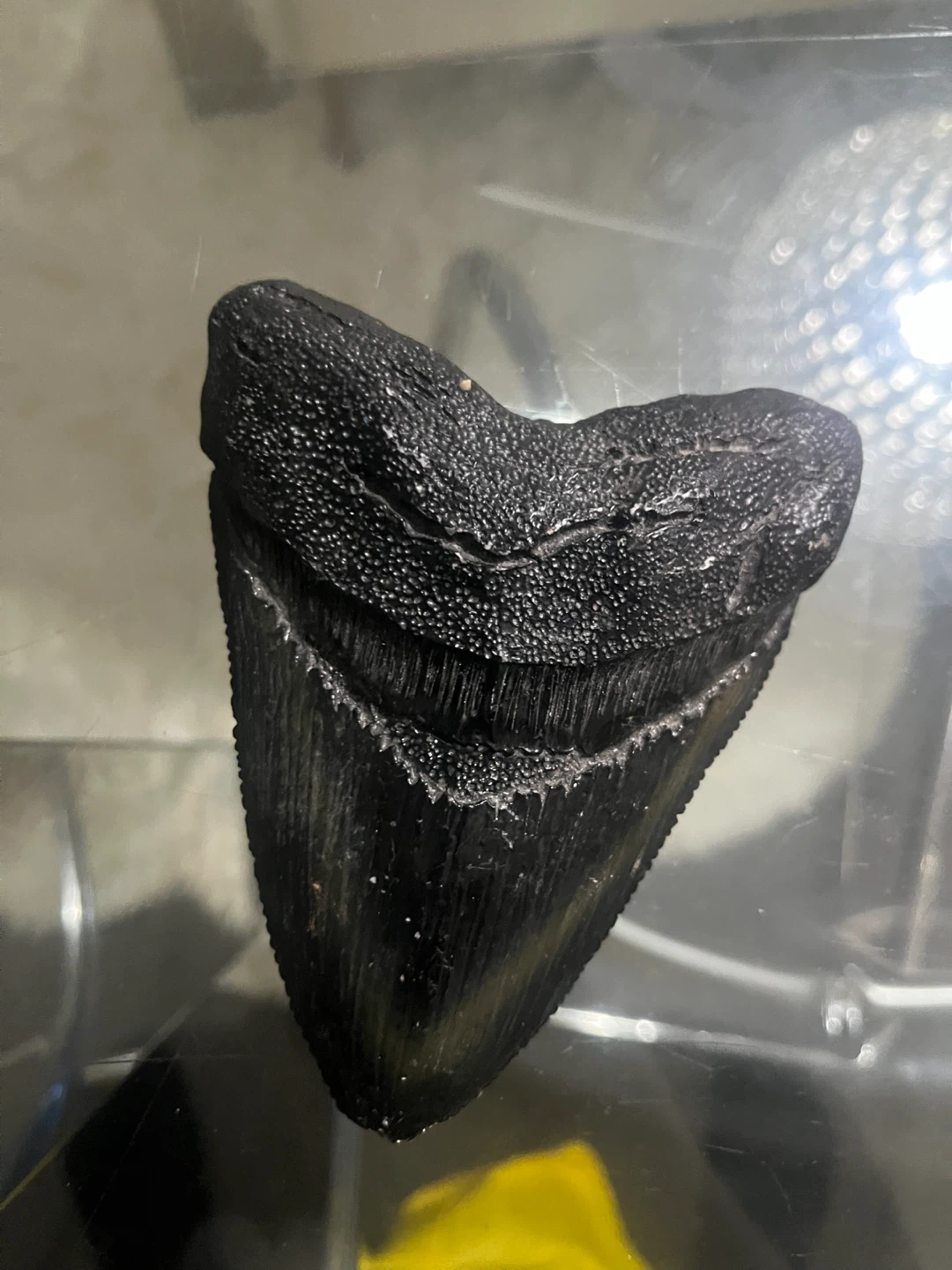 Large Megalodon Shark Tooth Fossil replica - photo 3
