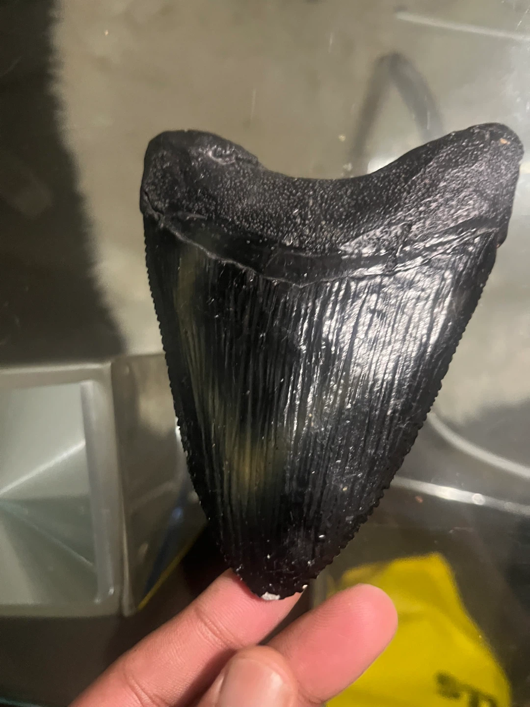 Large Megalodon Shark Tooth Fossil replica - photo 4