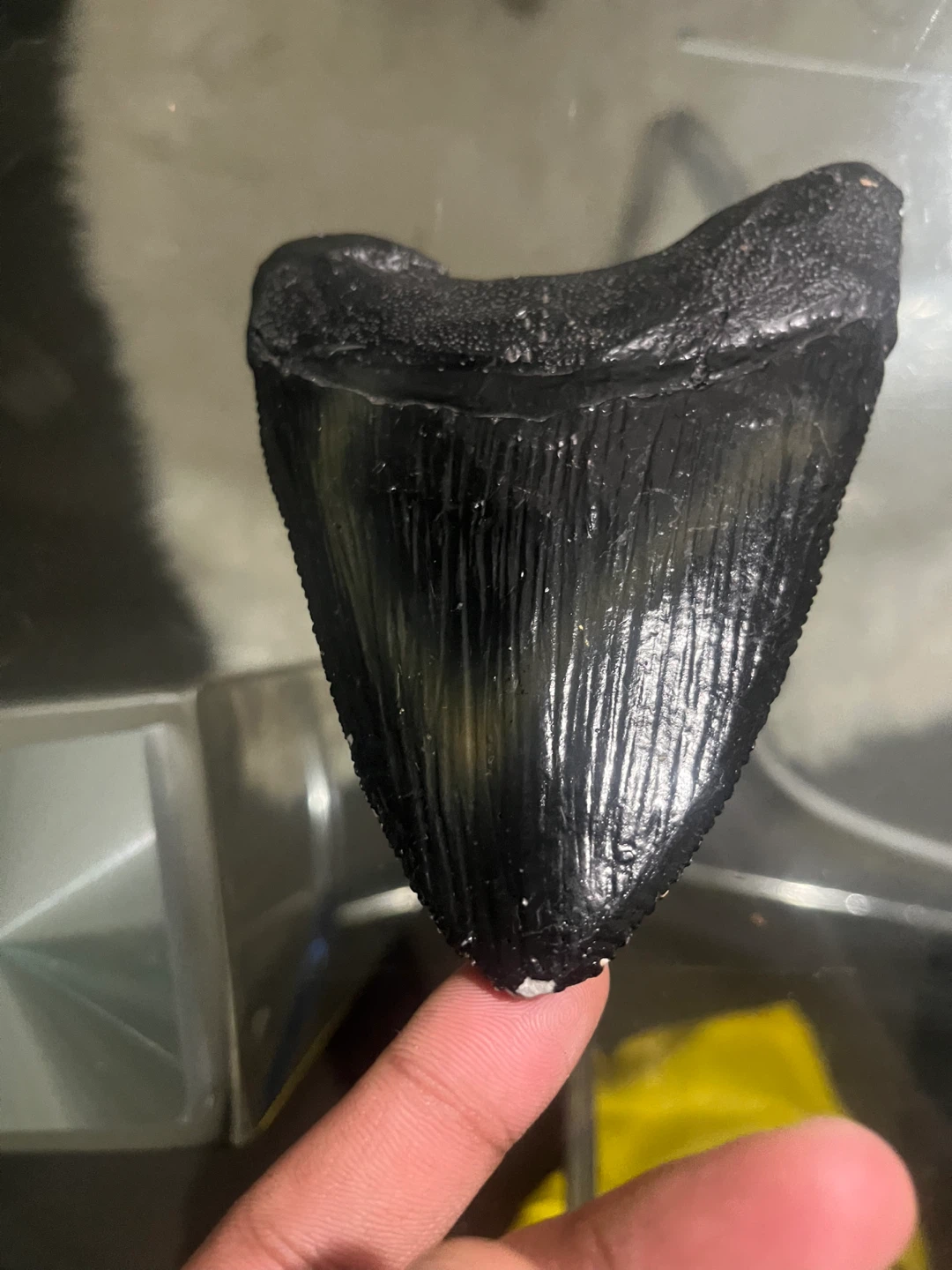 Large Megalodon Shark Tooth Fossil replica - photo 5