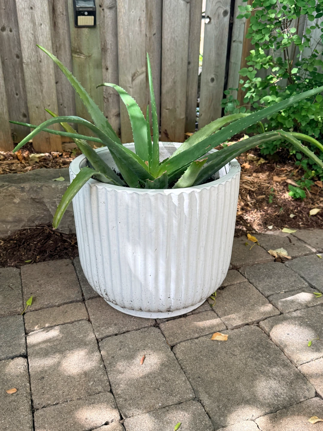 Aloe Vera Plant in Large White Pot