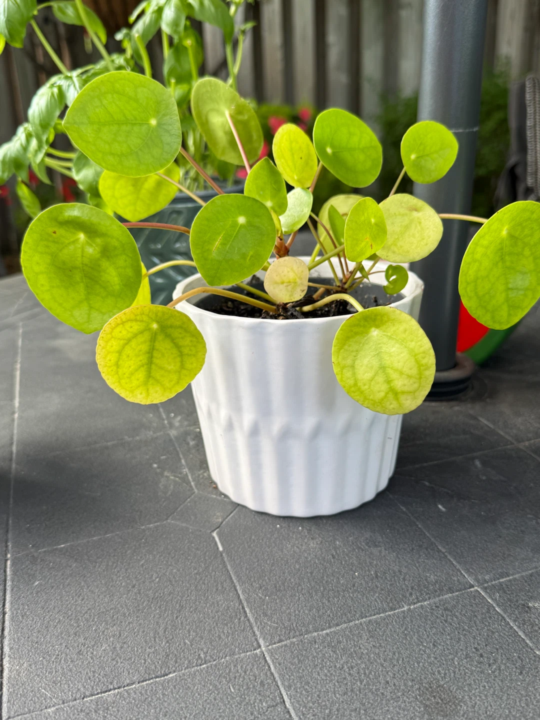 Pilea Peperomioides plant in white pot