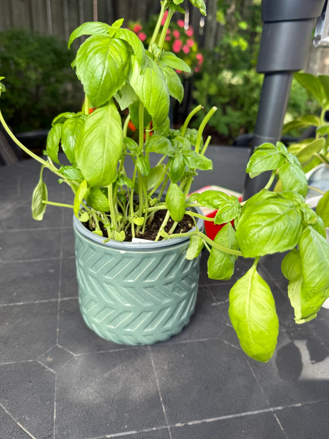Fresh Basil Plant in Textured Ceramic Pot