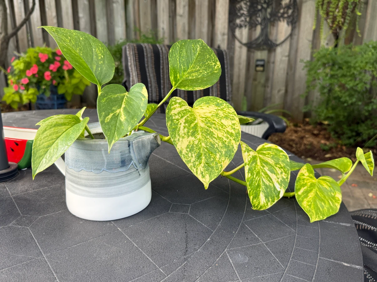 Golden Pothos in Ceramic tea pot