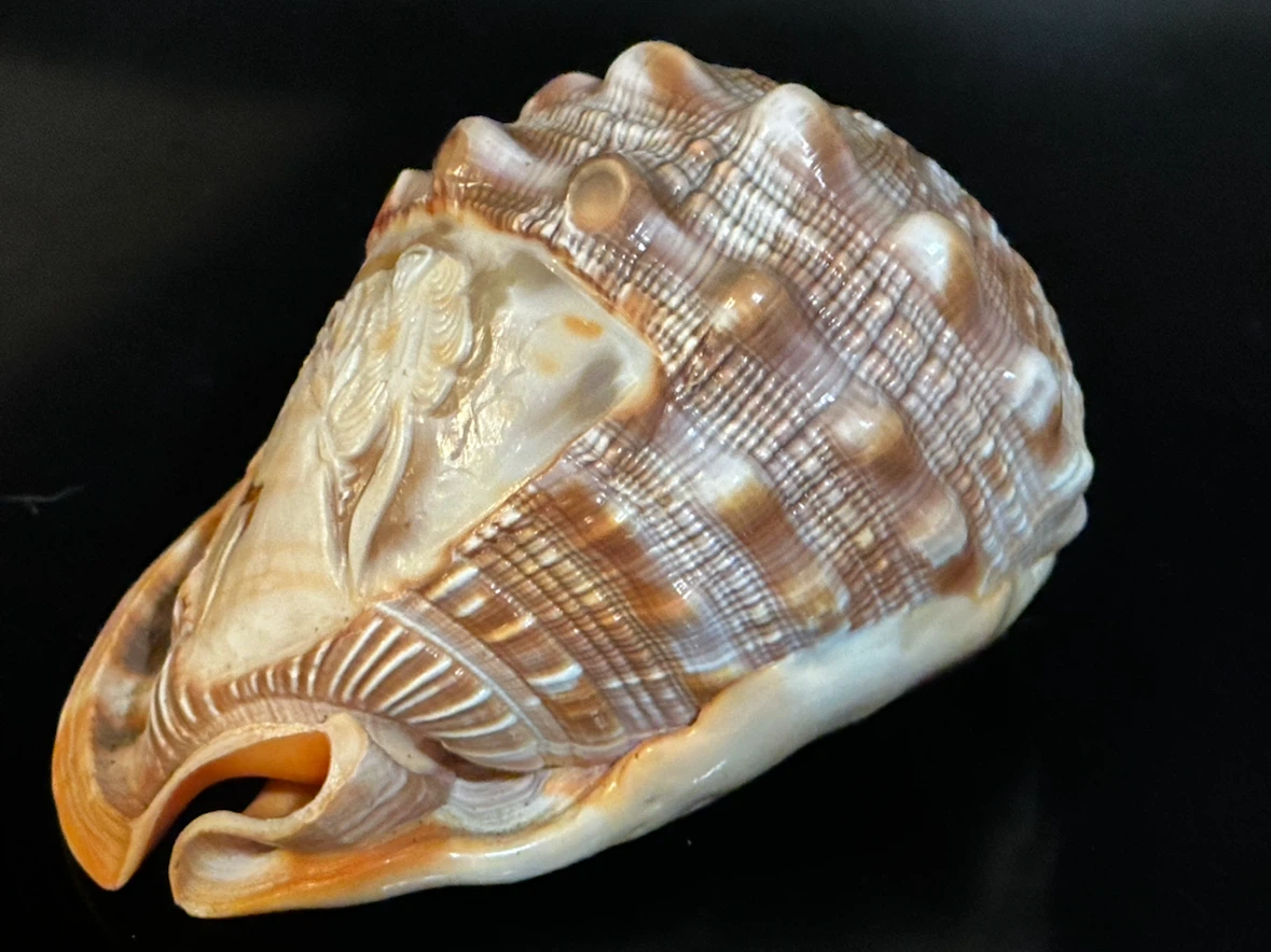 Vintage Italian Hand-Carved Cameo Shell Portrait - photo 4