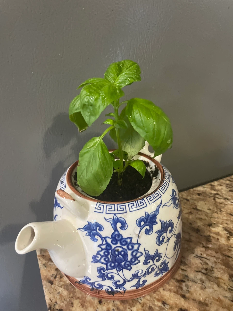 Basil Plant in Decorative Teapot Planter