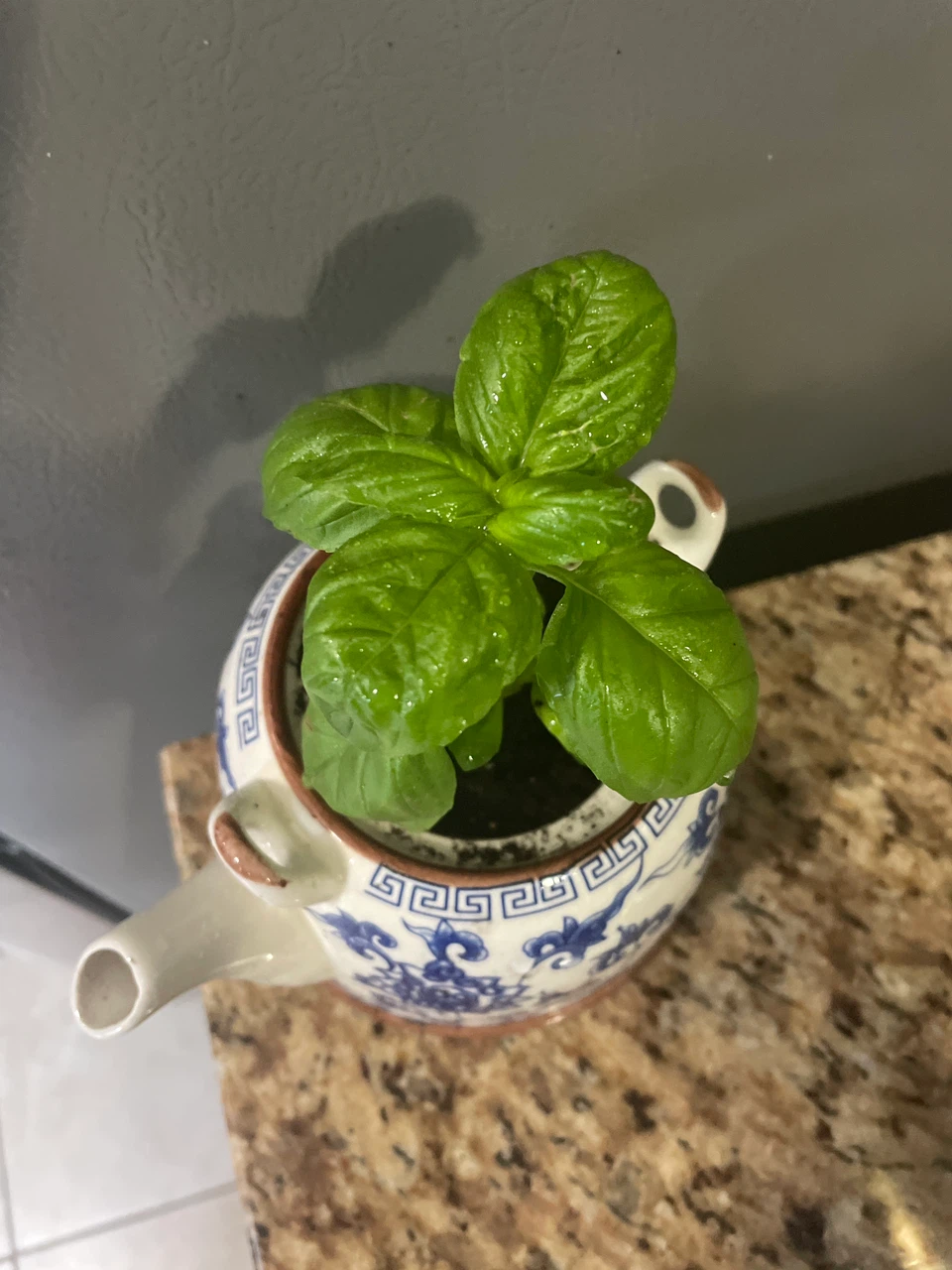 Basil Plant in Decorative Teapot Planter - photo 2