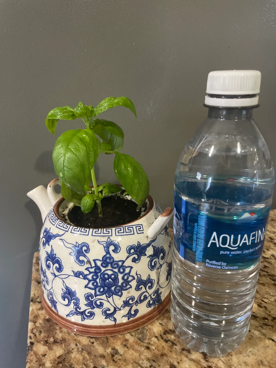 Basil Plant in Decorative Teapot Planter - photo 3