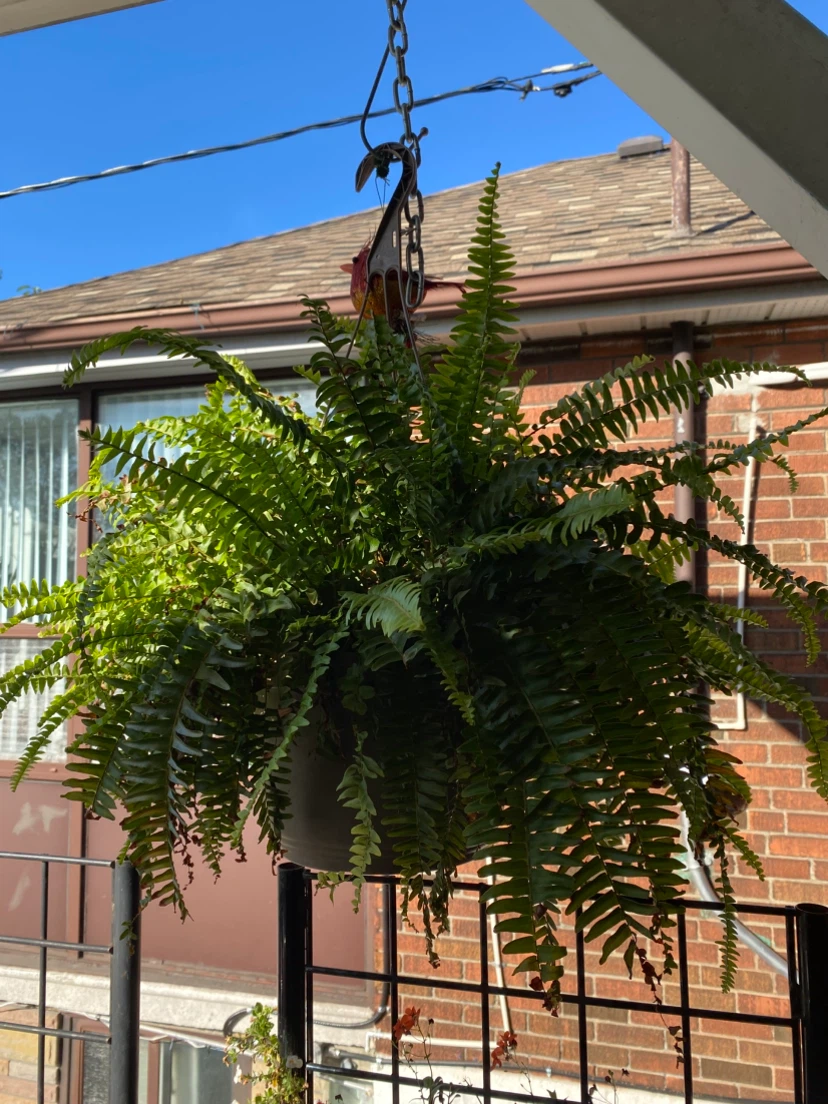 Two Large Hanging Boston Ferns