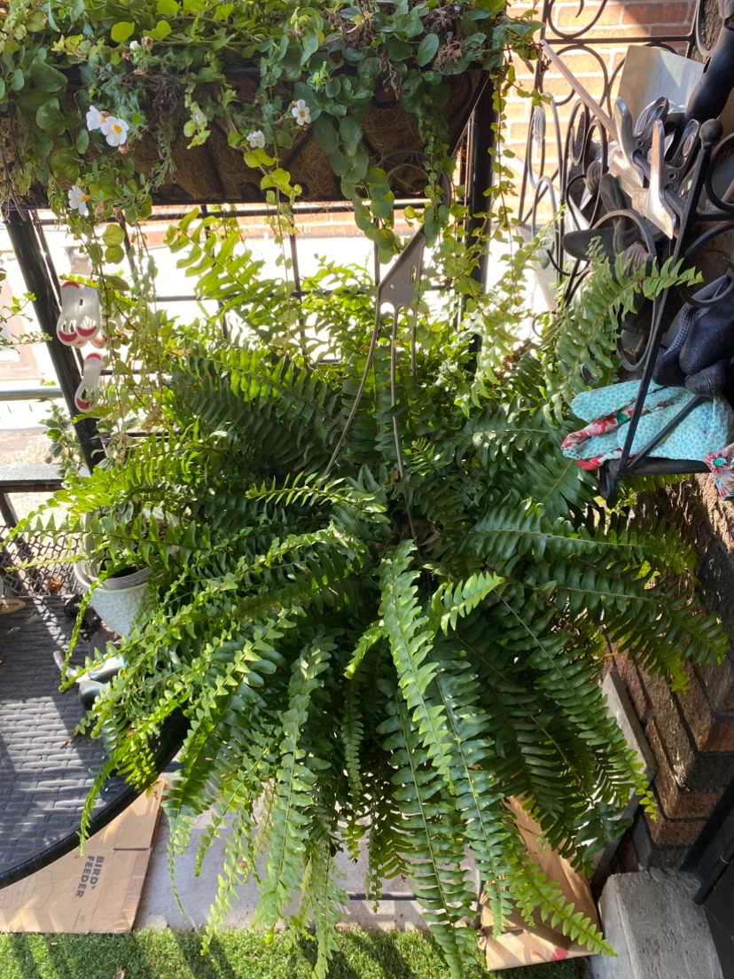 Two Large Hanging Boston Ferns - photo 2