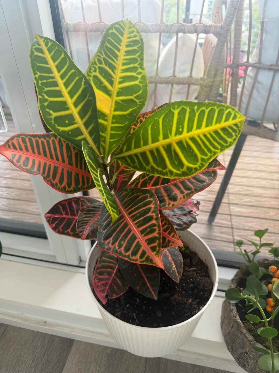 Variegated Croton Houseplant