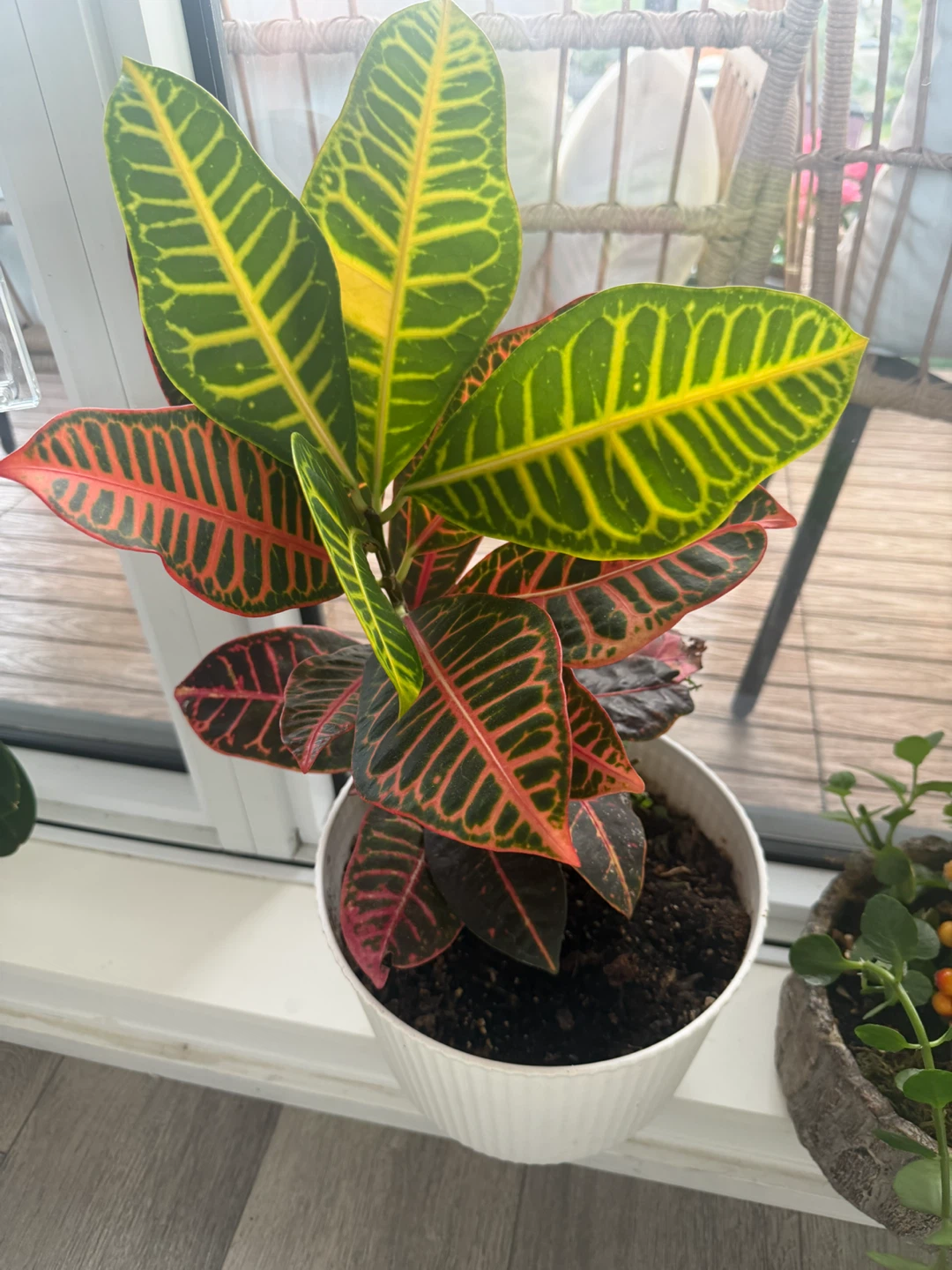 Variegated Croton Houseplant - photo 2