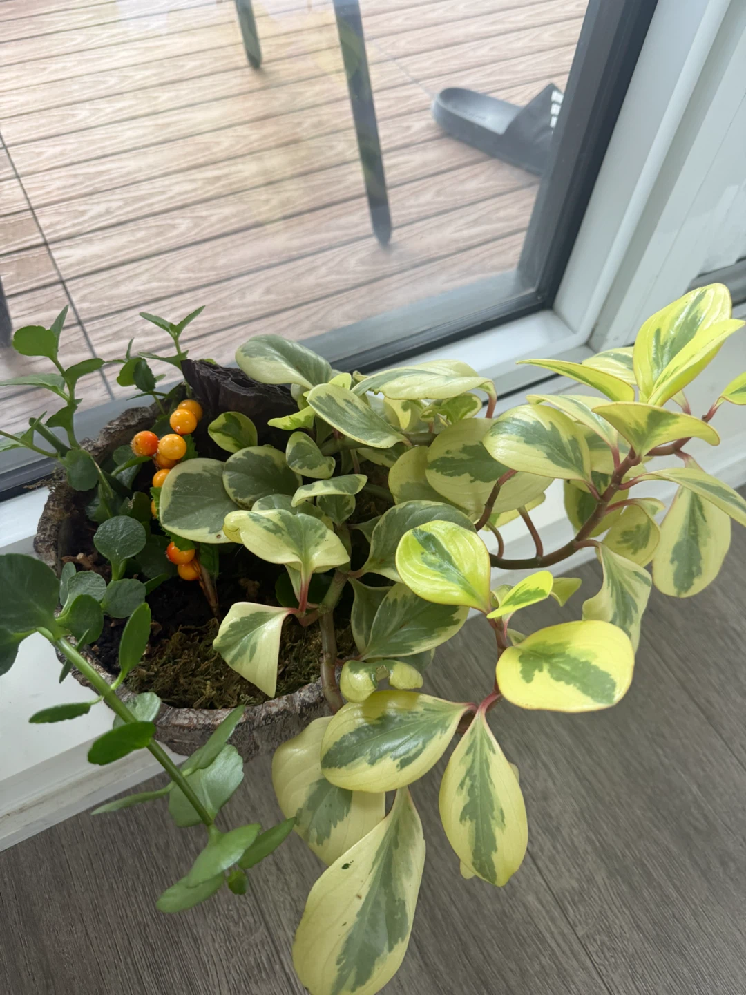 Variegated Peperomia Plant in Decorative Planter