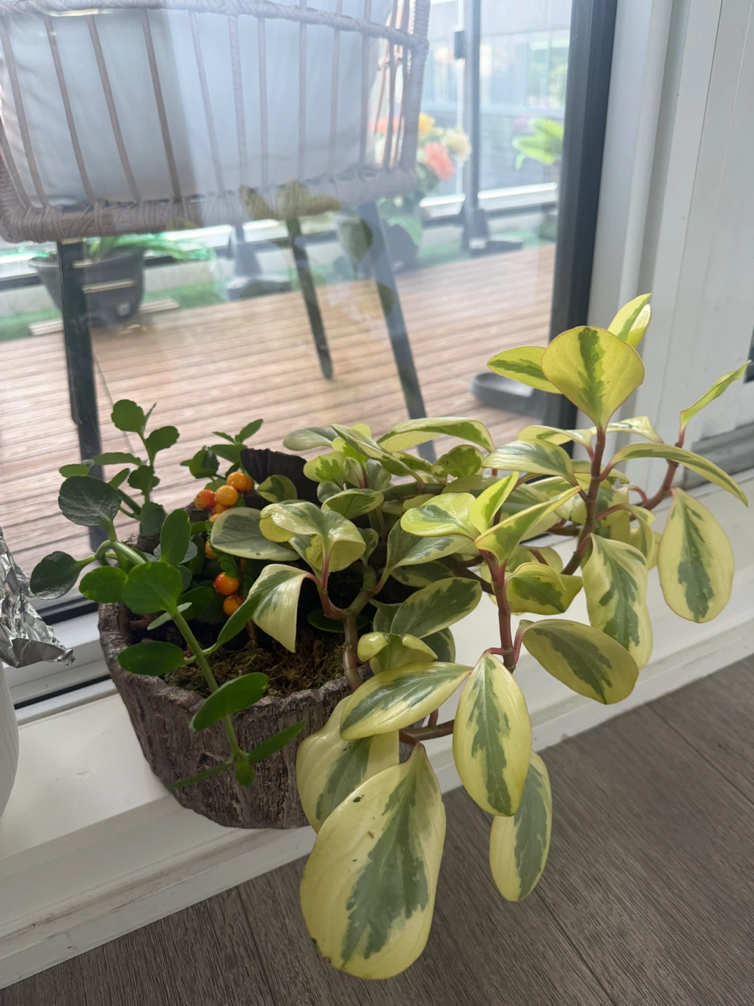 Variegated Peperomia Plant in Decorative Planter - photo 2