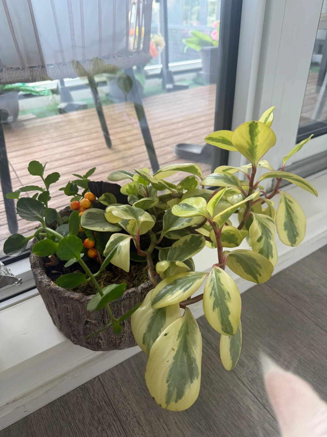 Variegated Peperomia Plant in Decorative Planter - photo 3