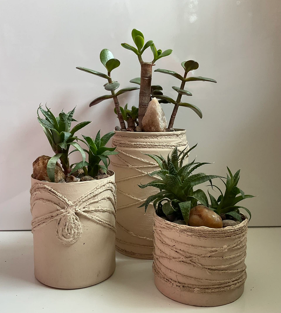 Healthy Jade Plant & Lace Aloe Plants