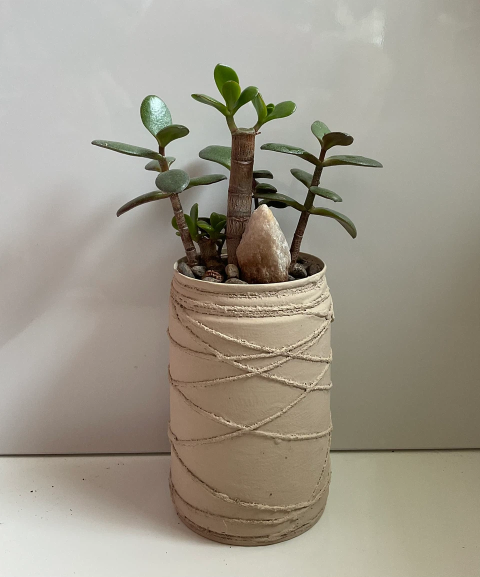 Healthy Jade Plant & Lace Aloe Plants - photo 2