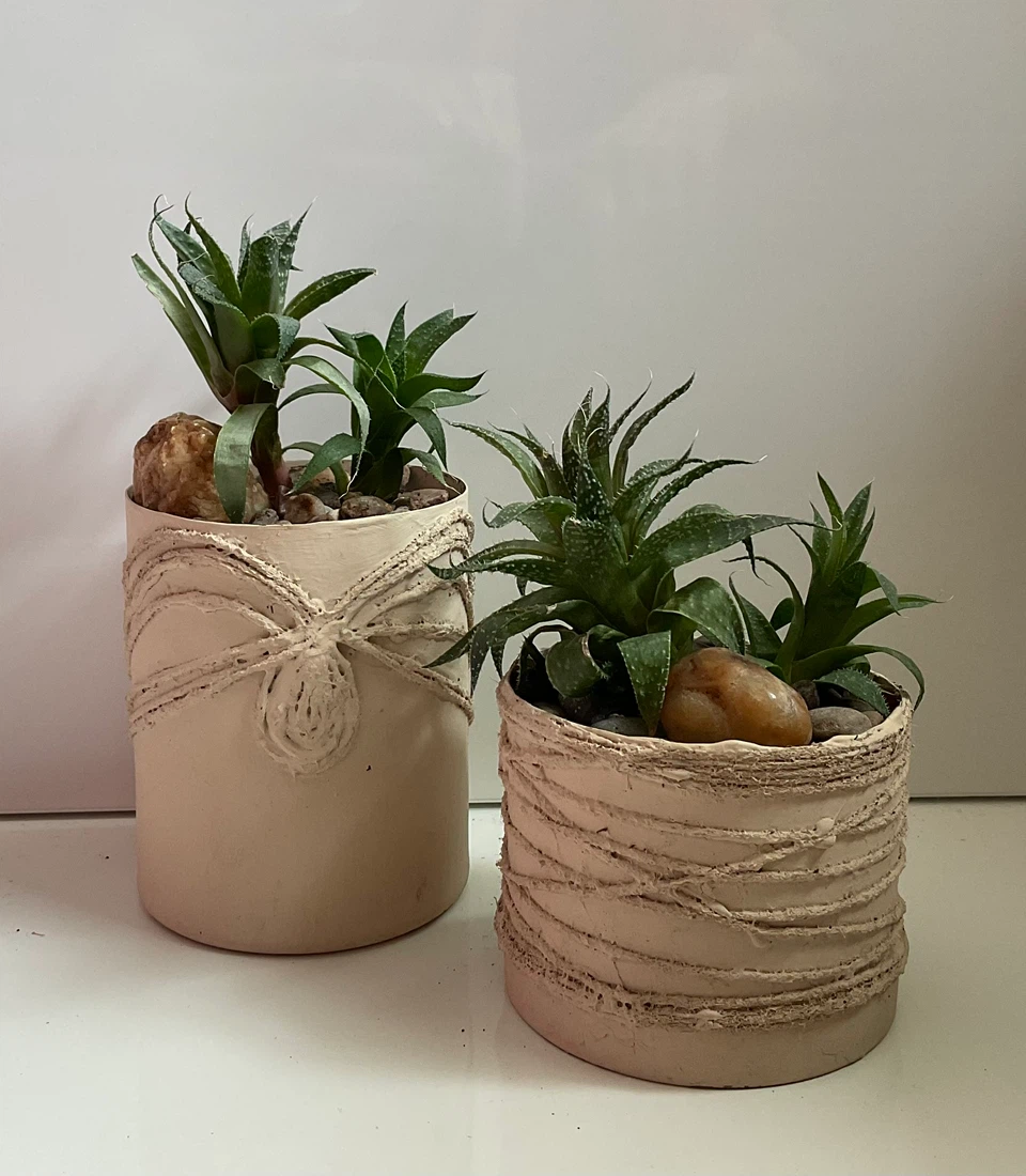 Healthy Jade Plant & Lace Aloe Plants - photo 3