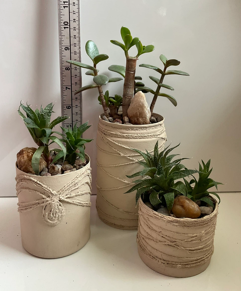 Healthy Jade Plant & Lace Aloe Plants - photo 4