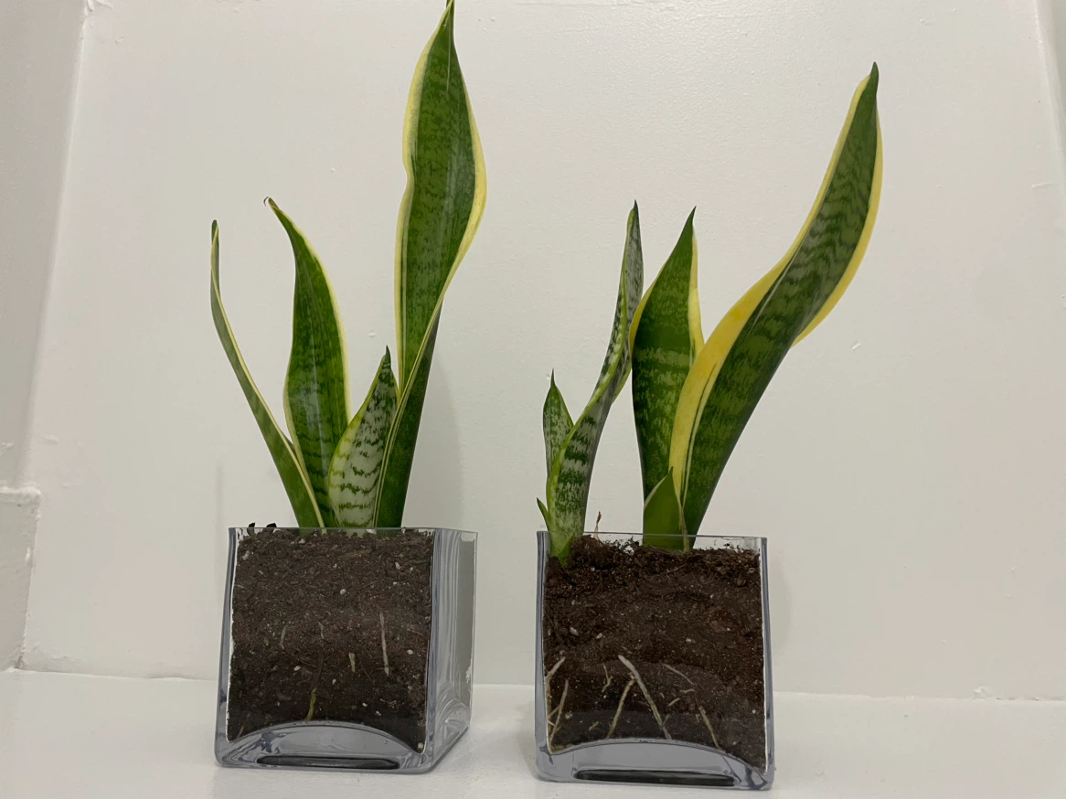 Snake plant in a glass jar $10 each