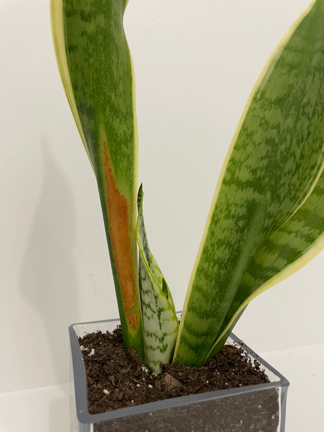 Snake plant in a glass jar $10 each - photo 2
