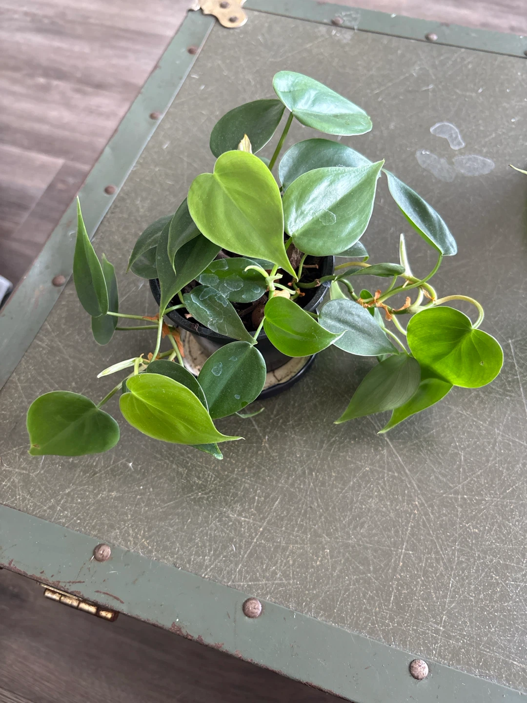 Heartleaf Philodendron plant