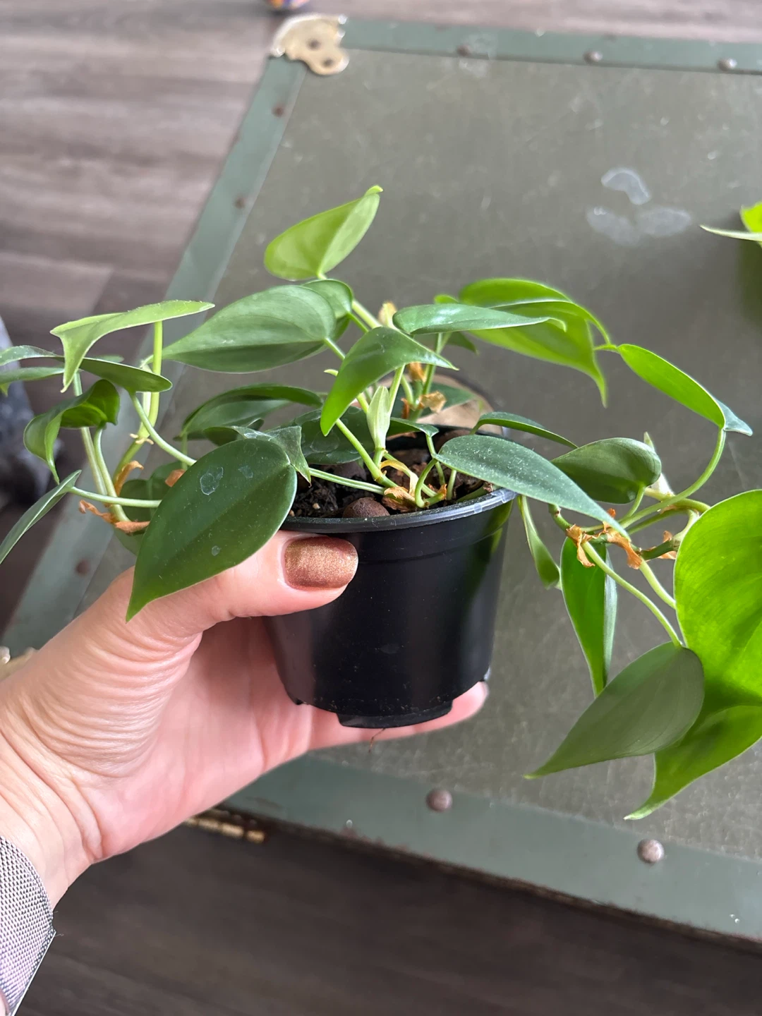 Heartleaf Philodendron plant - photo 2