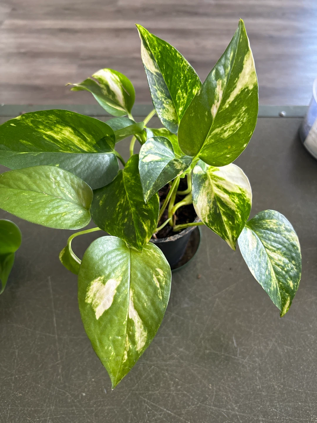 Golden Pothos plant