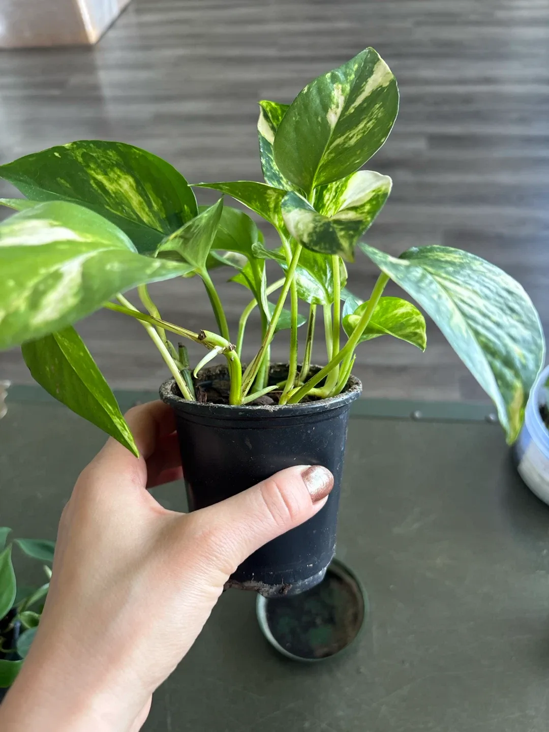 Golden Pothos plant - photo 2