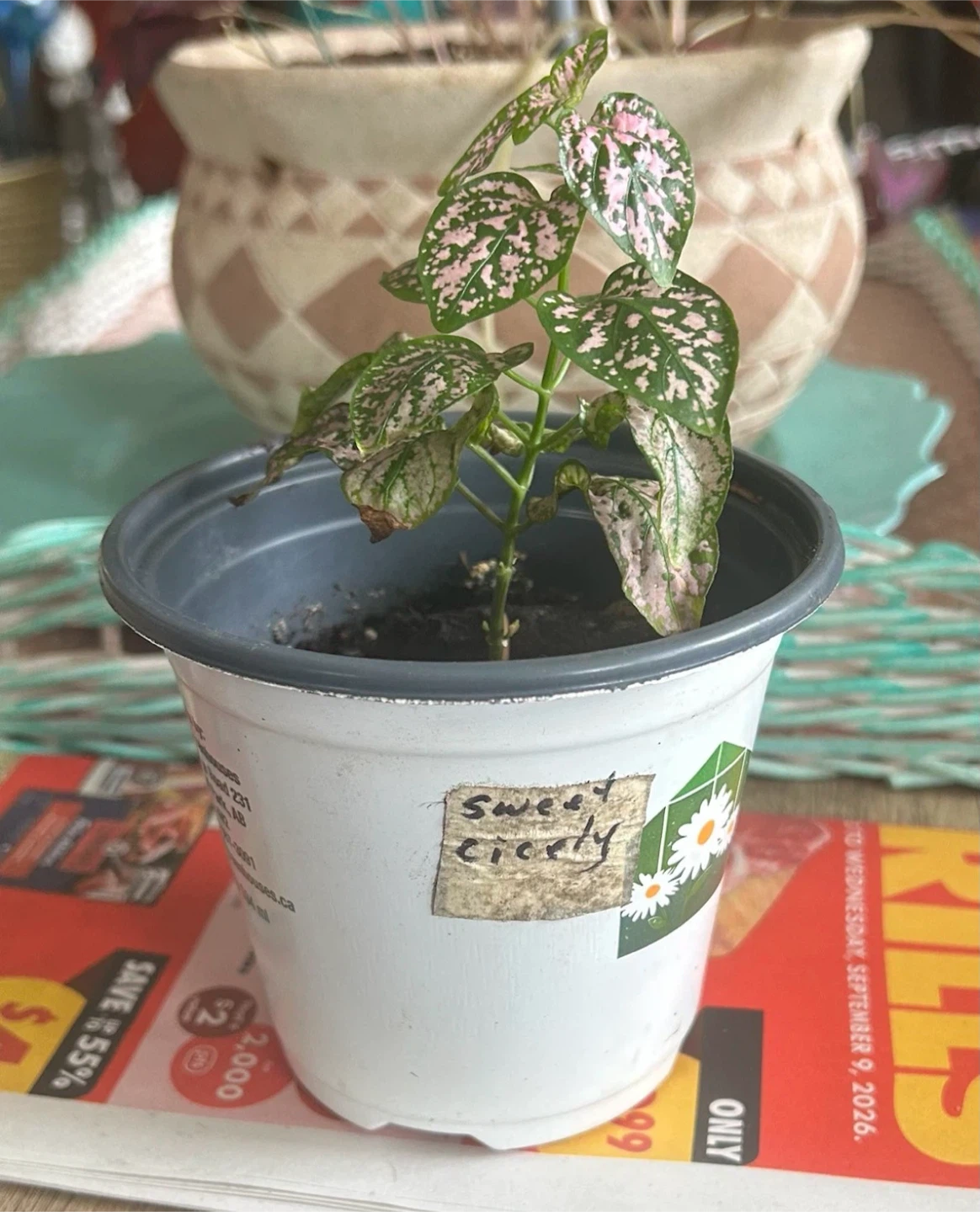 Polka Dot Plant