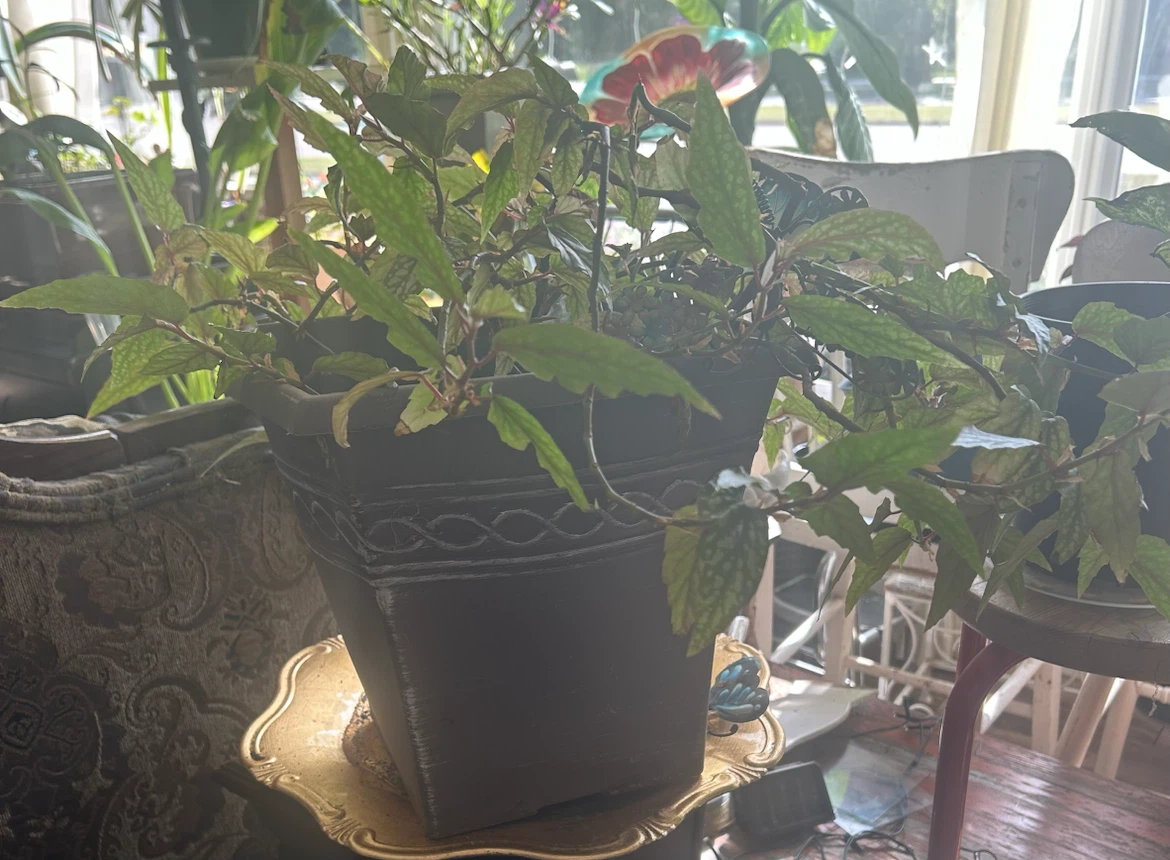 Angel Wing Begonia plant in brown pot