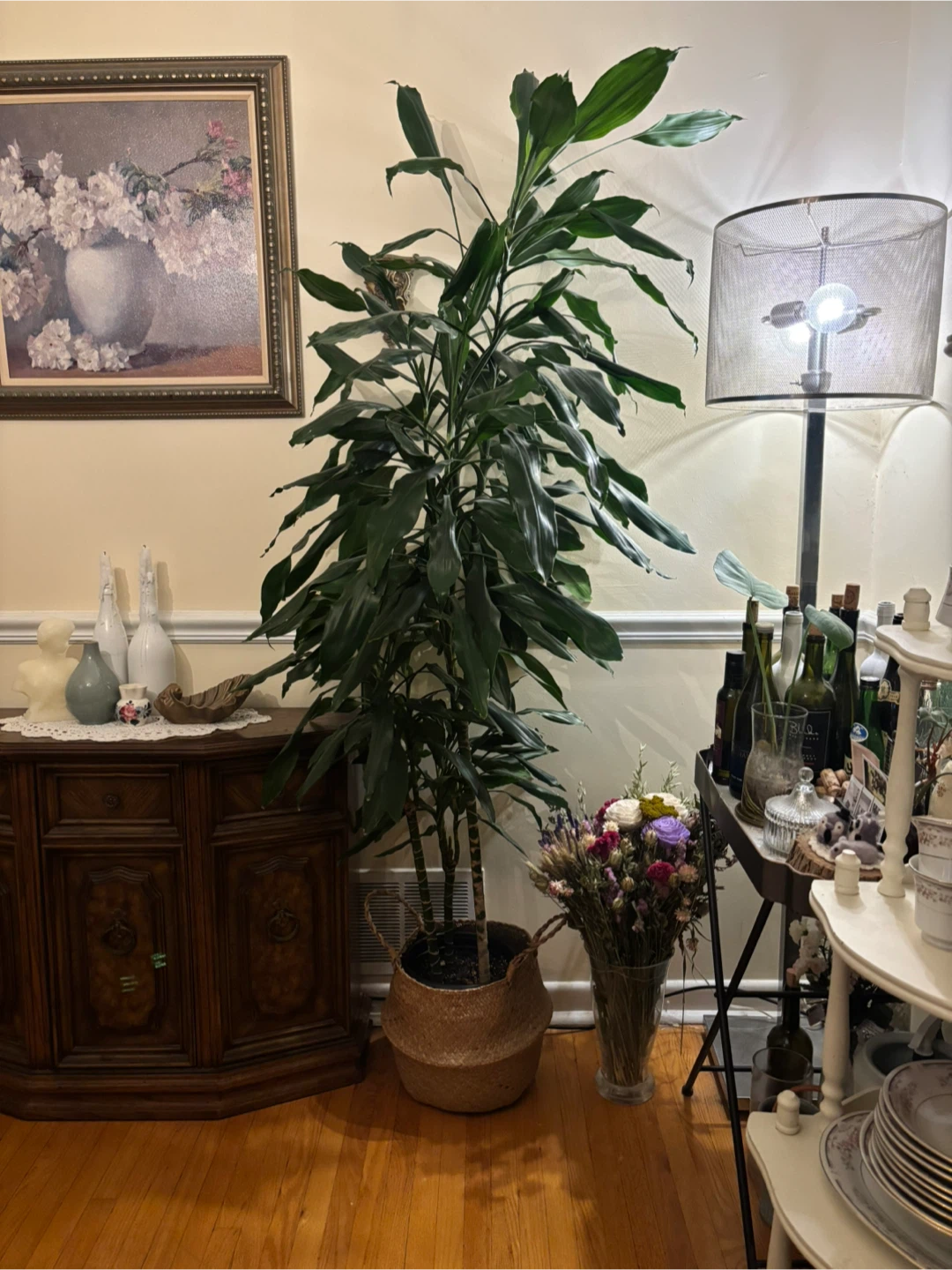 Large Dracaena Massangeana Plant