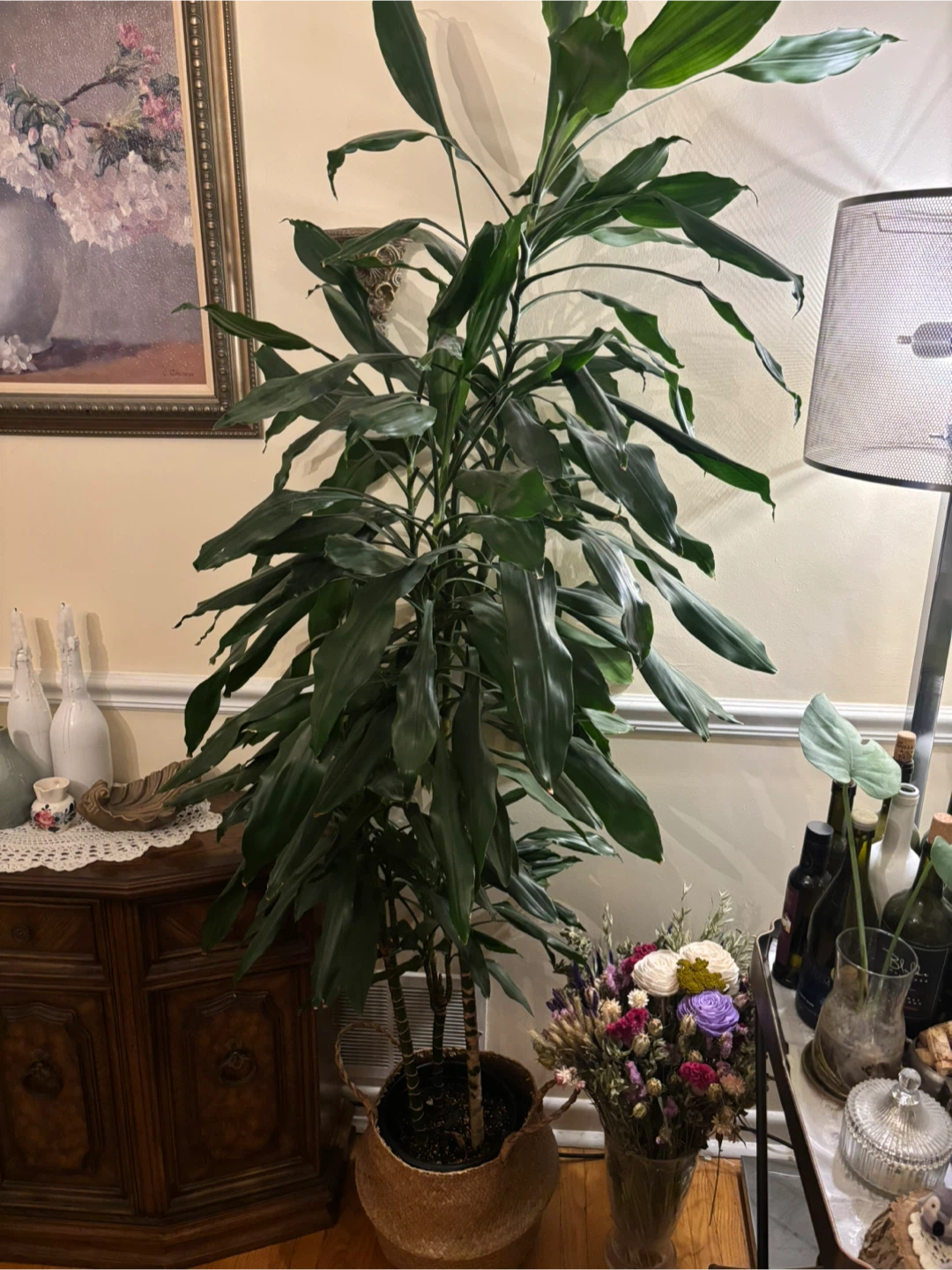 Large Dracaena Massangeana Plant - photo 2