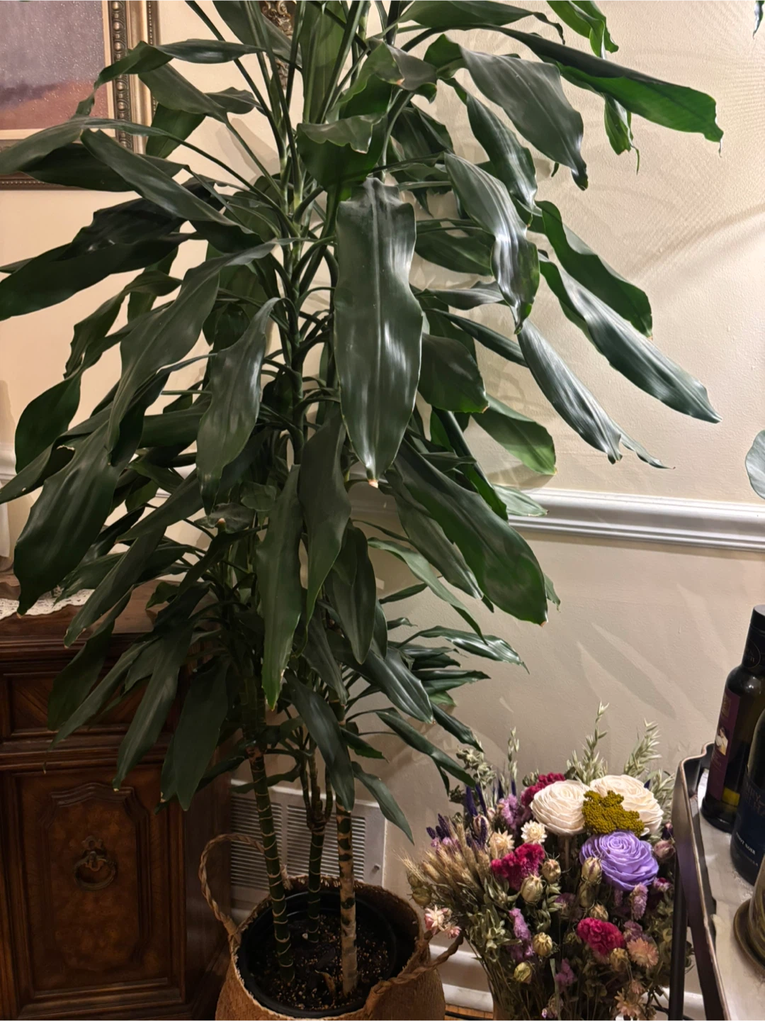 Large Dracaena Massangeana Plant - photo 3