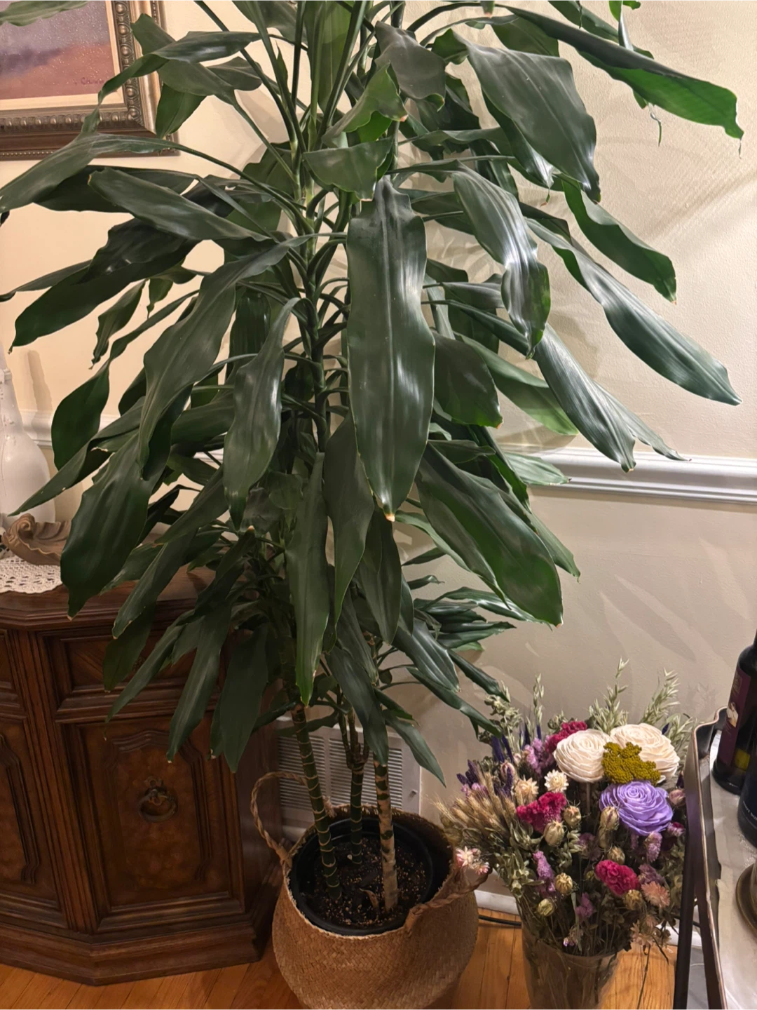 Large Dracaena Massangeana Plant - photo 4