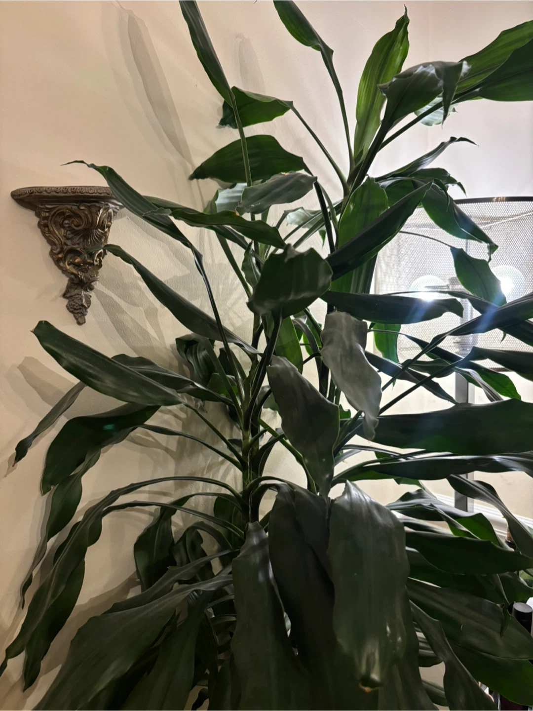 Large Dracaena Massangeana Plant - photo 5