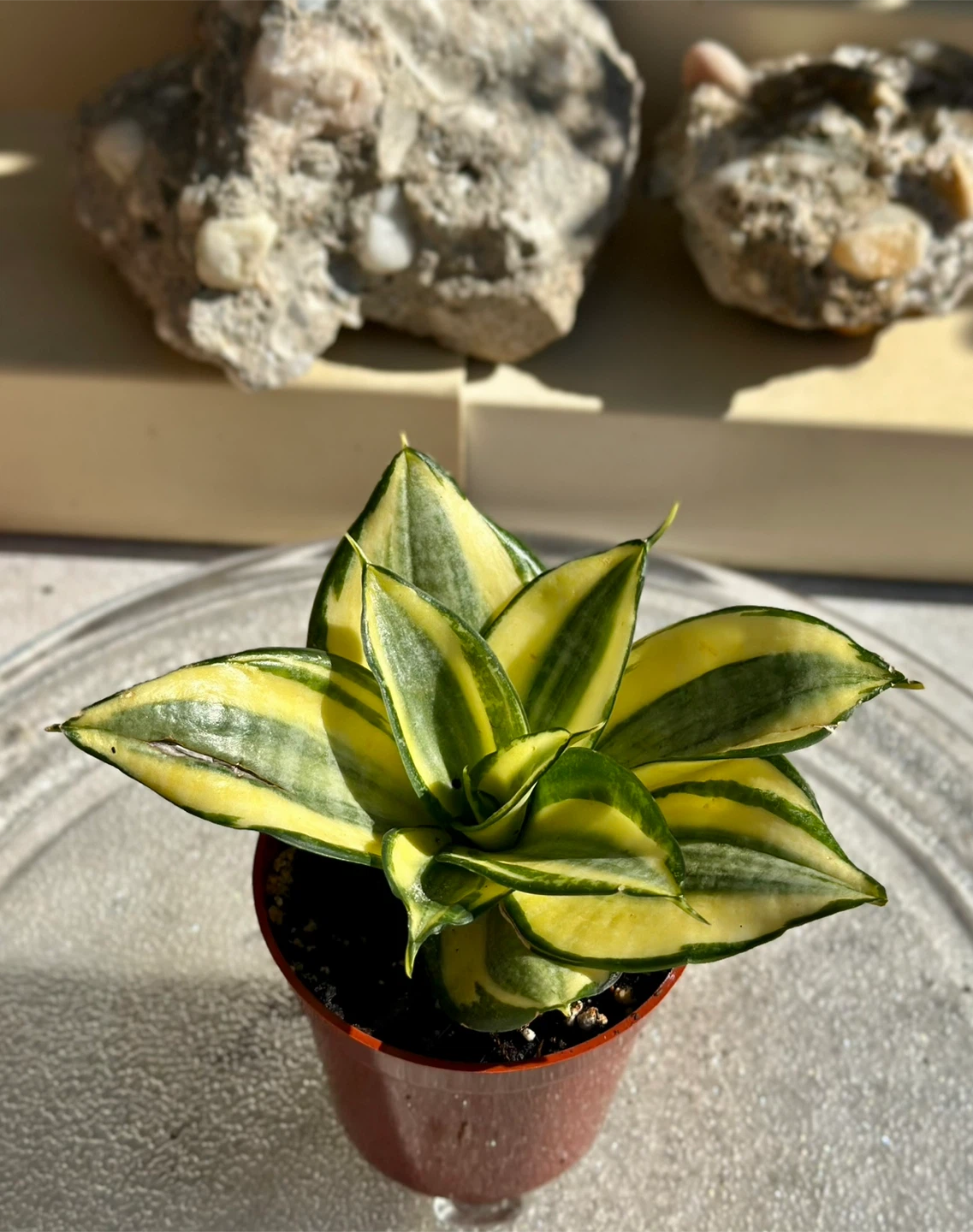 Golden Hahnii Bird’s Nest Snake Plant (Sansevieria)