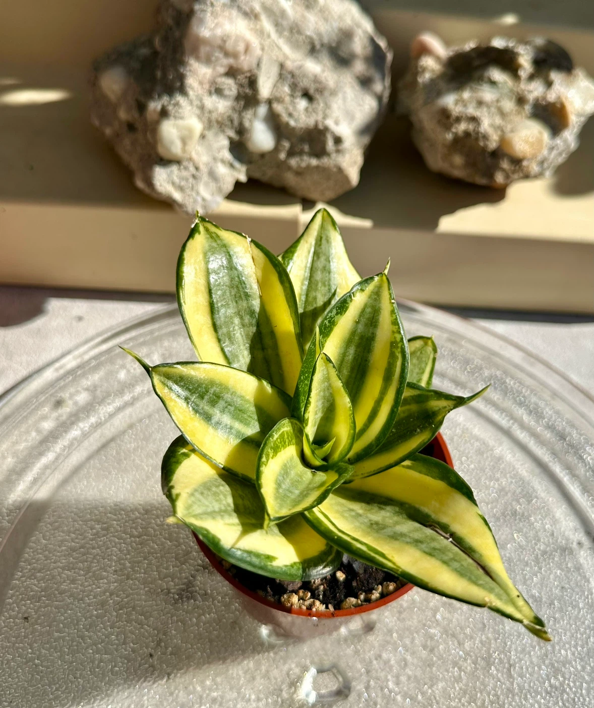 Golden Hahnii Bird’s Nest Snake Plant (Sansevieria) - photo 2