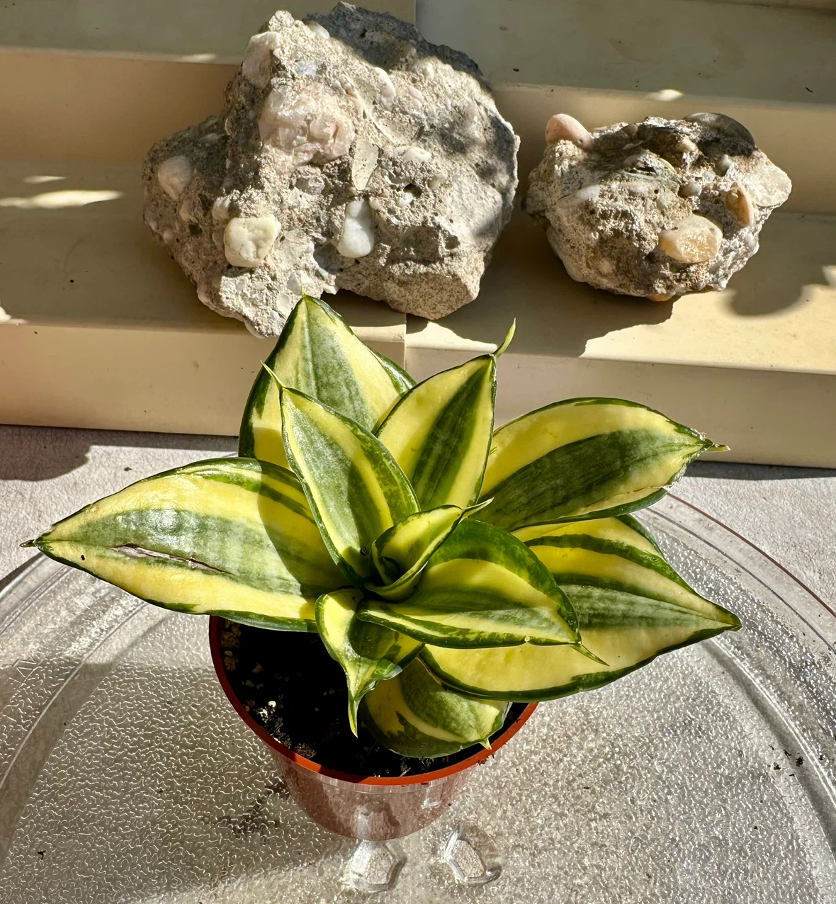 Golden Hahnii Bird’s Nest Snake Plant (Sansevieria) - photo 3