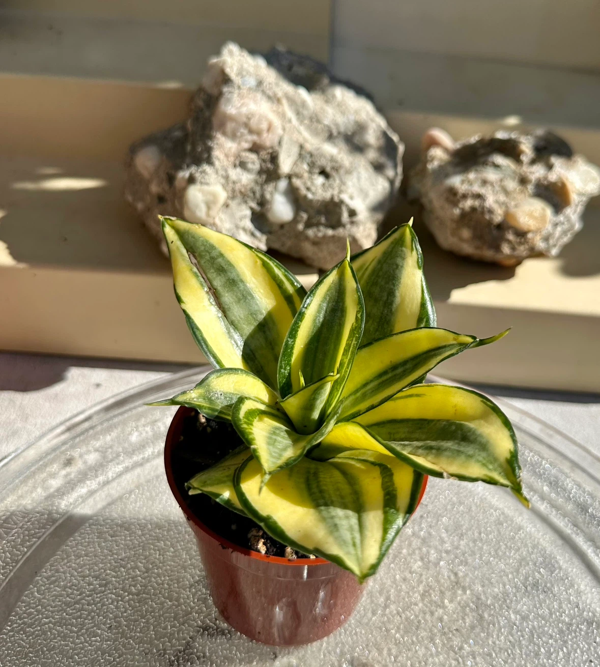 Golden Hahnii Bird’s Nest Snake Plant (Sansevieria) - photo 4