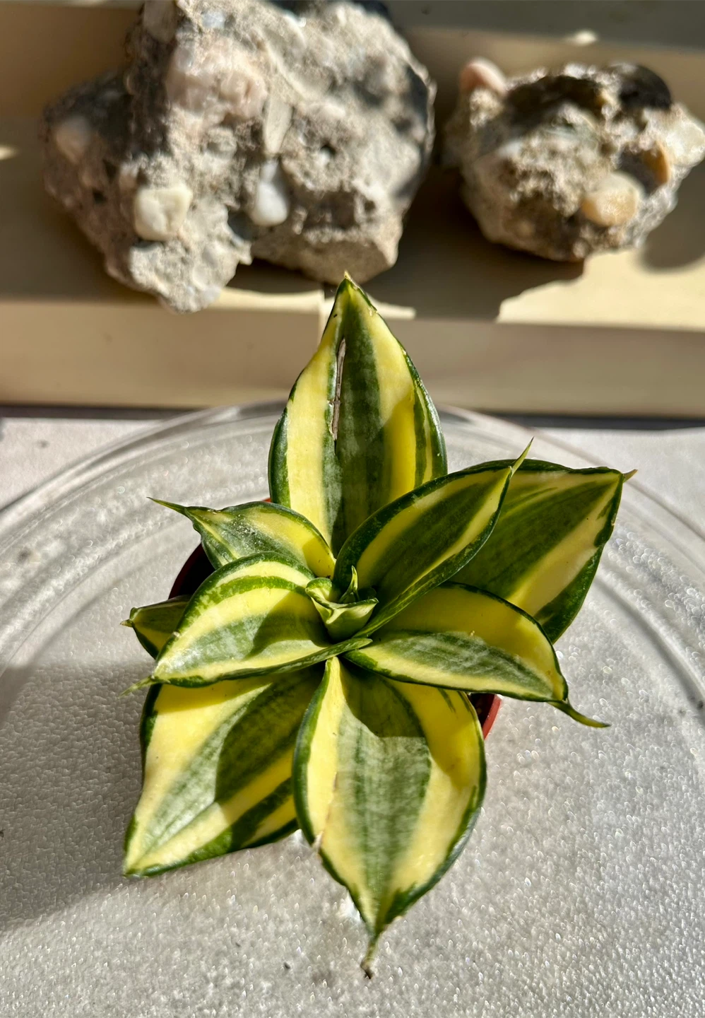Golden Hahnii Bird’s Nest Snake Plant (Sansevieria) - photo 5