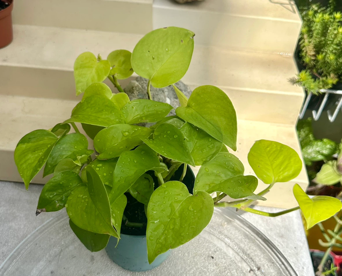 Neon Pothos Houseplant – Easy Care, Bright Green Beauty!