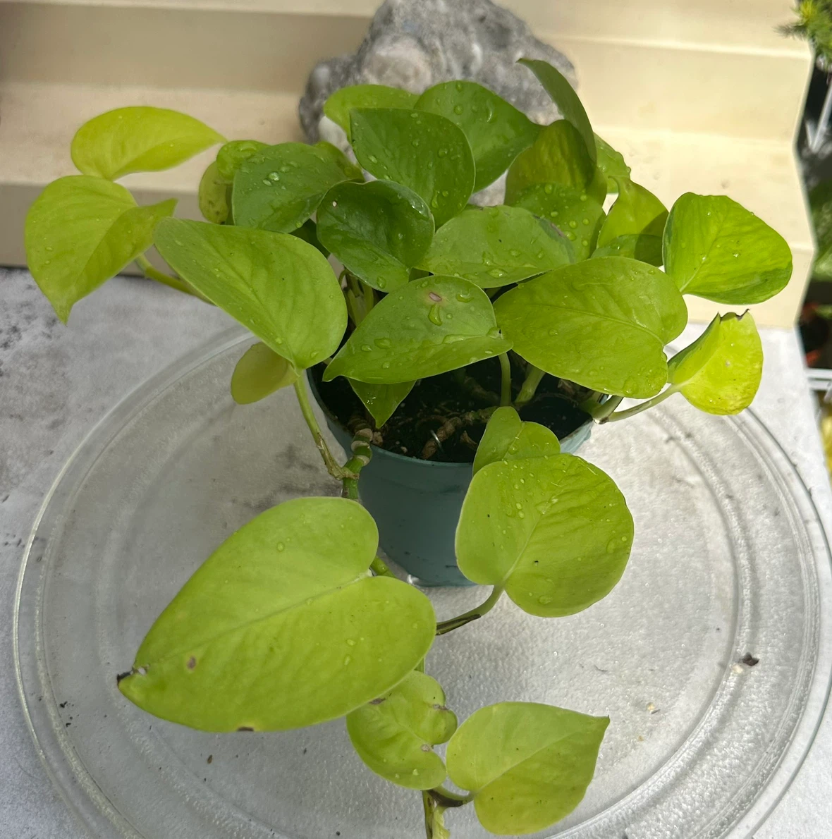 Neon Pothos Houseplant – Easy Care, Bright Green Beauty! - photo 2