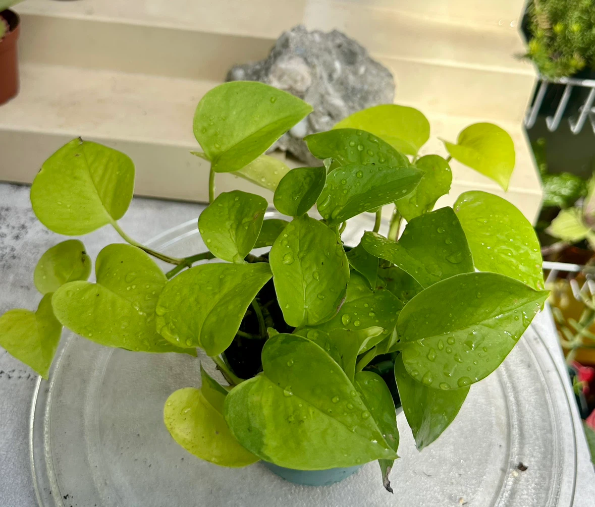 Neon Pothos Houseplant – Easy Care, Bright Green Beauty! - photo 3