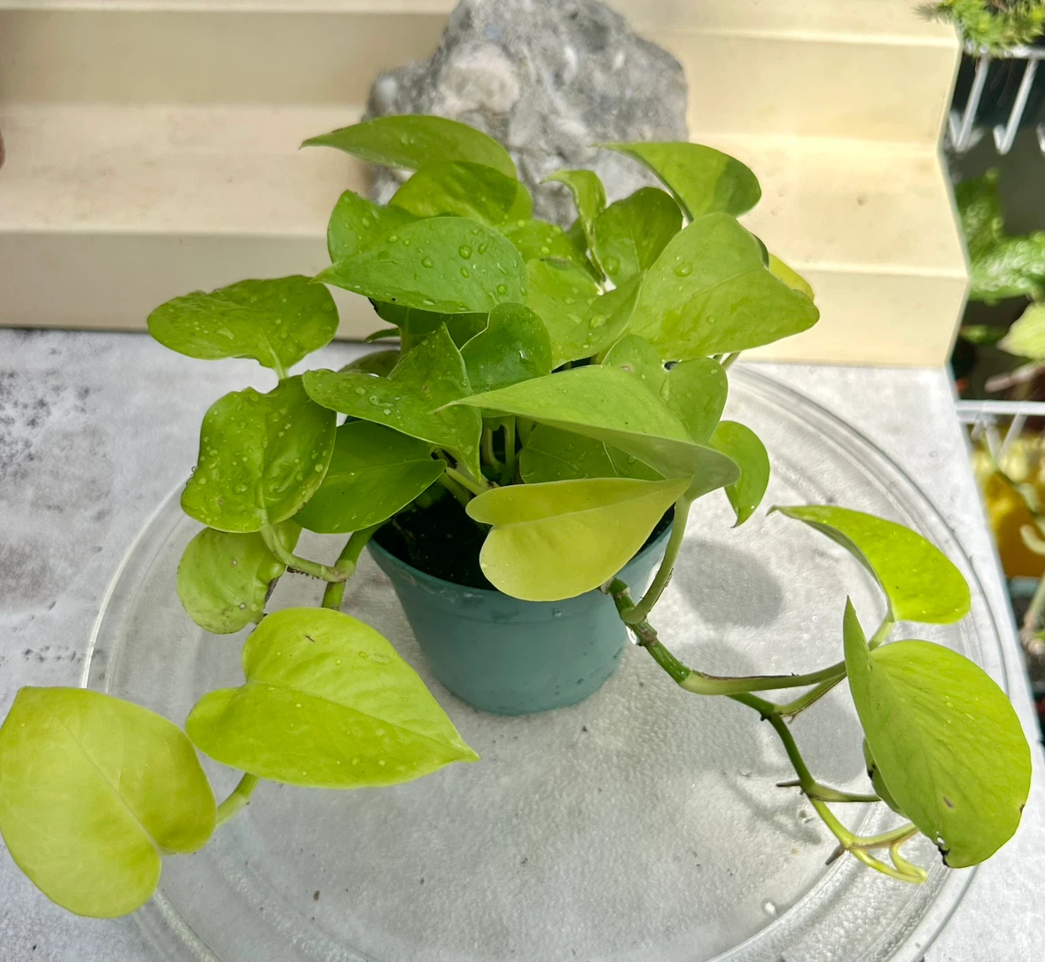 Neon Pothos Houseplant – Easy Care, Bright Green Beauty! - photo 4