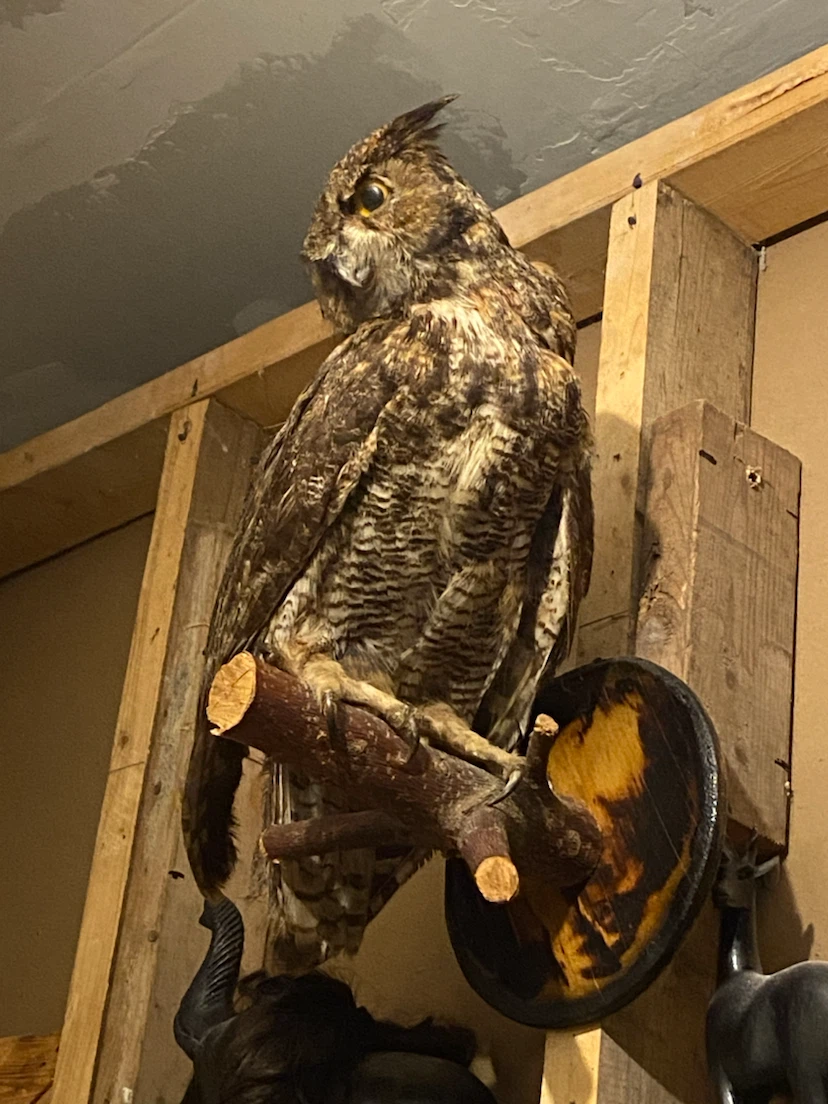 Taxidermy Great Horned Owl on Wood Mount