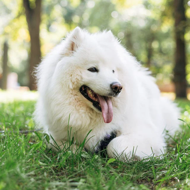 FREE DOG WALKING SERVICES