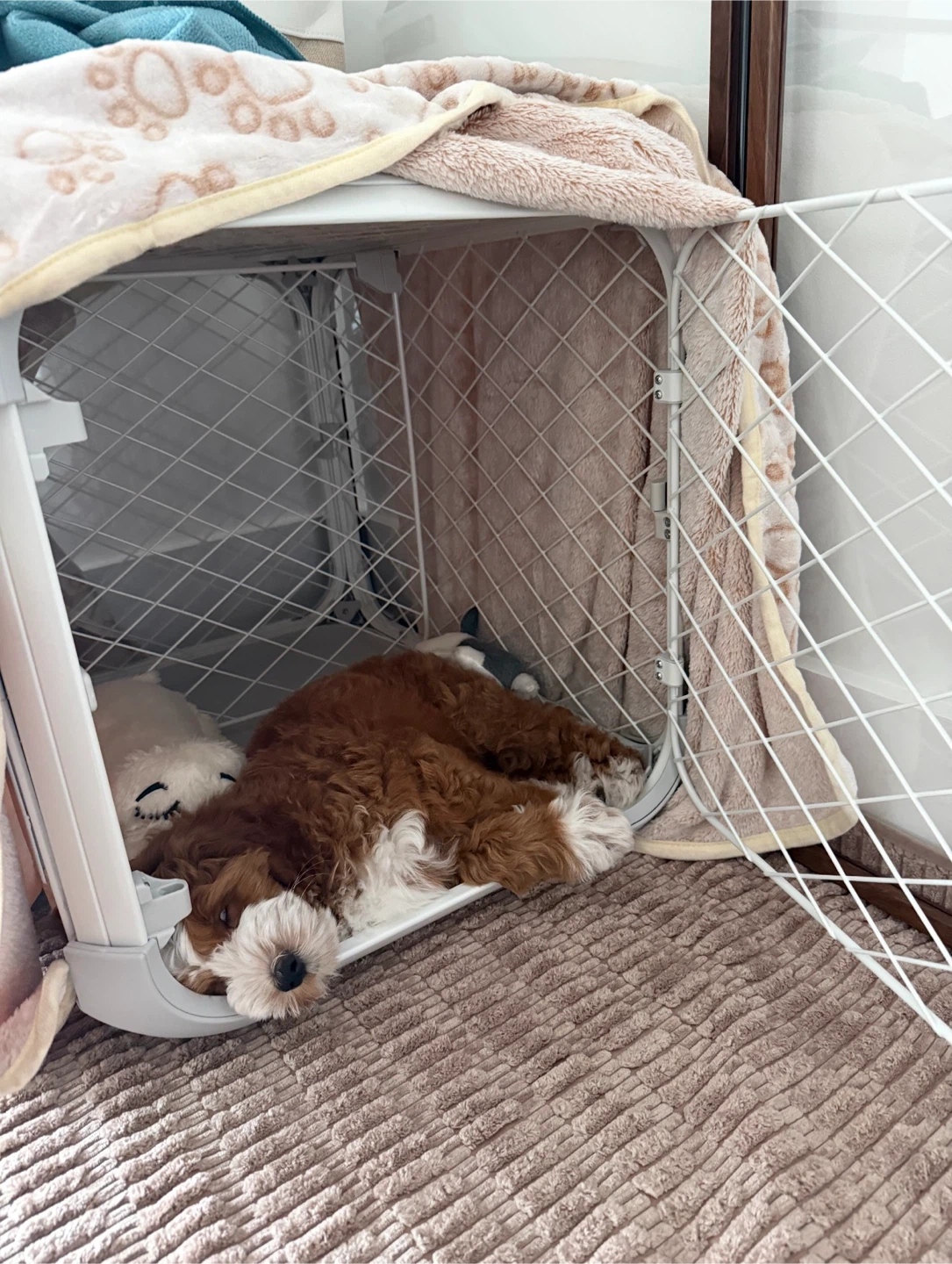Diggs Evolv Dog Crate t+ Divider + Bed (small) - photo 2