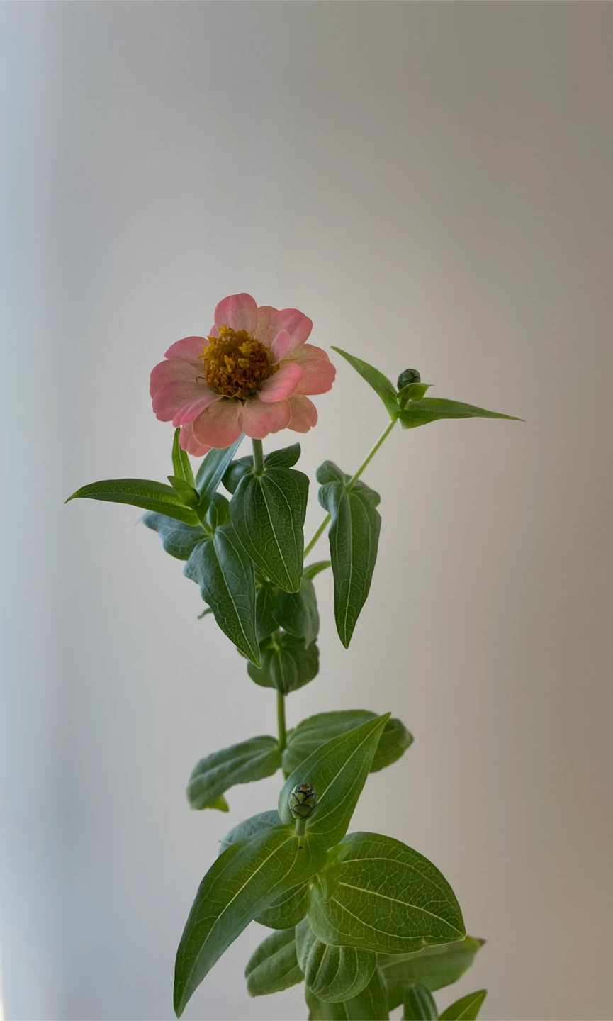 Pink Zinnia Flower Plant - photo 2